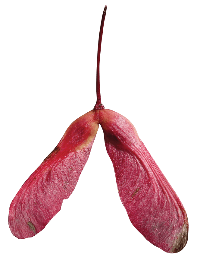 Swamp Red Maple Friends of the Louisiana State Arboretum